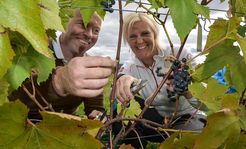 Visste du at det produseres kvalitetsvin i Norge og at de merker vinflaskene sine selv? 10